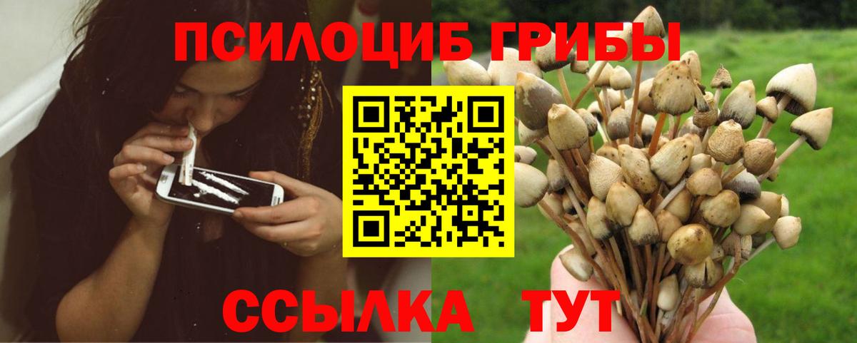Долгопрудный  Псилоцибиновые грибы прущие грибы  Вход с VPN  Галлюциногенные грибы мицелий 